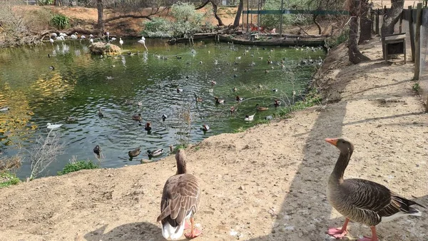 Kuşların Kanada 'sı