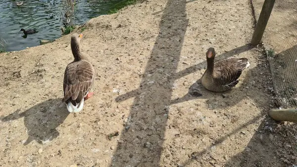 Kuşların Kanada 'sı