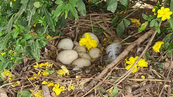 Kuşların Kanada 'sı