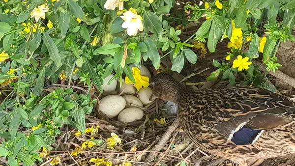 Kuşların Kanada 'sı