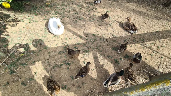 Canada Birds — Stock Photo, Image