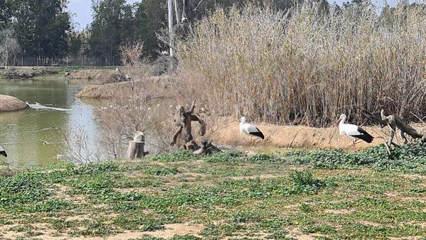 Kuşların Kanada 'sı