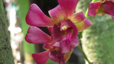 kestane rengi orkide çiçeğinin bulanık ve bulanık fotoğrafı makro fotoğraf kırmızı Dendrobium falanopsis arka plan olarak kullanılabilir