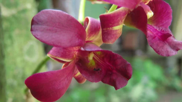 Körniges Und Verschwommenes Bild Der Kastanienbraunen Orchideenblume Makro Foto Rot — Stockfoto