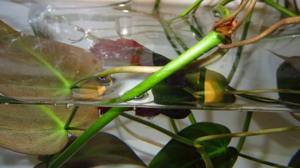 Granuloso Sotto Esposizione Foto Sfocata Piccolo Pesce Vicino Foglia Verde — Foto Stock