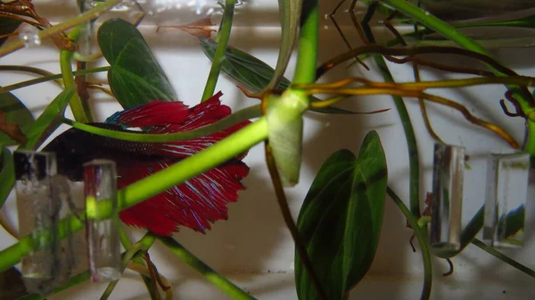 Granulado Bajo Exposición Foto Borrosa Pequeño Pez Cerca Hoja Verde —  Fotos de Stock