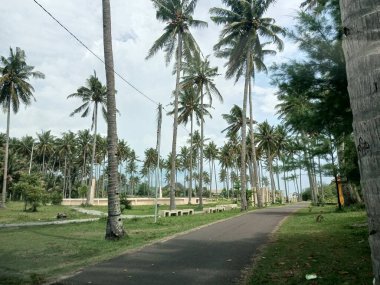 Hindistan cevizi ağacının ortasında bulutlu bir gökyüzü olan küçük bir asfalt yol arka plan olarak kullanılabilir.