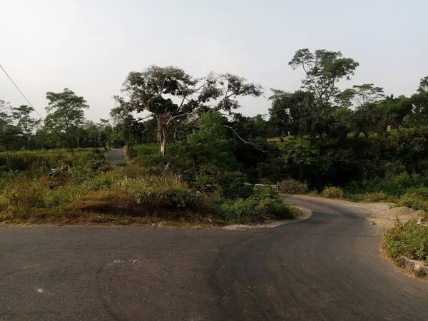 Route Asphaltée Sinueuse Milieu Forêt Avec Beaucoup Herbe Grands Arbres — Photo