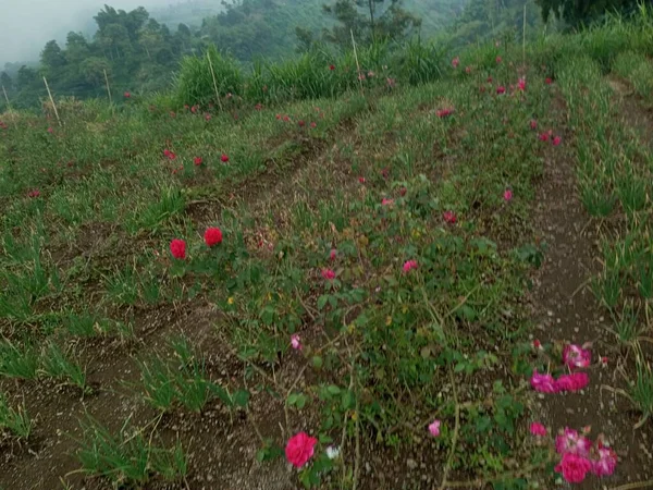 Grainy Blurry Picture Rose Field Mountain Overcast Sky Can Used — Stock Photo, Image