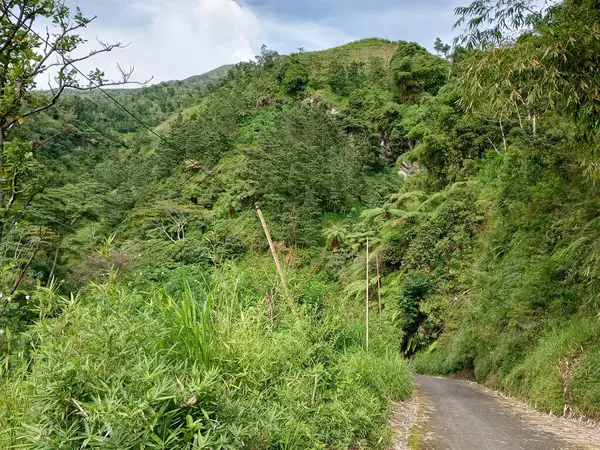 Indonesias Hill Tropical Forests Full Green Plenge 배경으로 수있습니다 — 스톡 사진