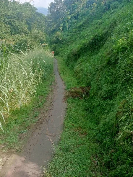 山脚路中间的土路 在草坪森林前通往丛林的小径上 可以用作天然的背景 — 图库照片