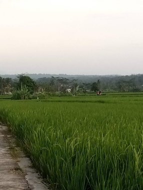 Pirinç tarlasının tepesindeki beyaz gökyüzü bulanık ve parlak gökyüzü manzaralı.