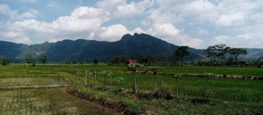 Pilav tarlası, yeşil tepe manzaralı. Uzaklardan. Bulutlu mavi gökyüzü, kara bulutlarda.