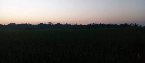 田んぼの風景の上に白い灰色の朝の空 — ストック写真