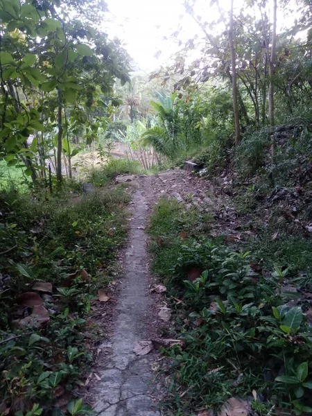 Footpath Abandoned Field Dirt Pavement Jungle Bright White Sky —  Fotos de Stock