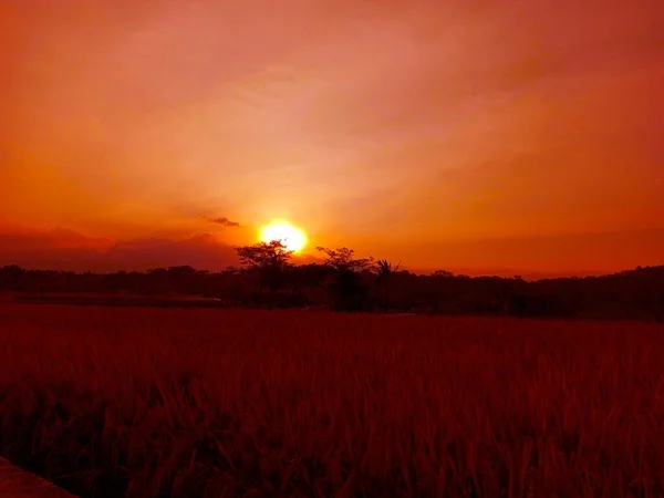 Helle Sonne Mit Dunkel Orangefarbenem Abendhimmel Bei Sonnenuntergang Reisfeld Silhouette — Stockfoto