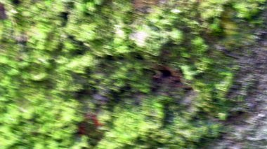 Duvardaki kare şekilli yeşil yosunların bulanık arkaplanı