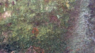 Duvardaki bulanık yeşil yosunlar beton duvardaki kurumuş yeşil yosunlar duvar kağıdı olarak kullanılabilir.