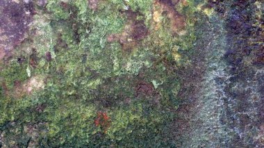 Duvardaki bulanık yeşil yosunlar beton duvardaki kurumuş yeşil yosunlar duvar kağıdı olarak kullanılabilir.