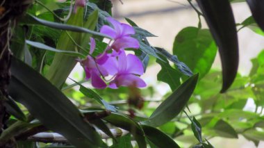 Bulanık orkide yaprağının ortasındaki papaya yaprağı ve çiçek arka plan olarak kullanılabilir