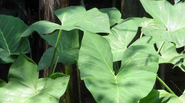 big green leaf cocoyam plant Xanthosoma sagittifolium with big leaf and has some sun shine light can be called as kimpul and talas