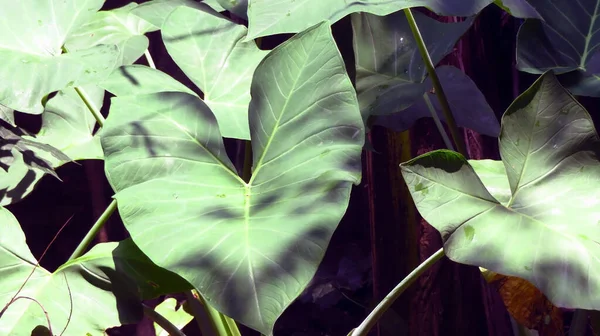 Big Green Leaf Cocoyam Plant Xanthosoma Sagittifolium Big Leaf Has — Stock Photo, Image