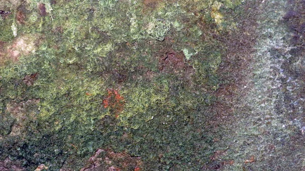 Duvardaki bulanık yeşil yosunlar beton duvardaki kurumuş yeşil yosunlar duvar kağıdı olarak kullanılabilir.