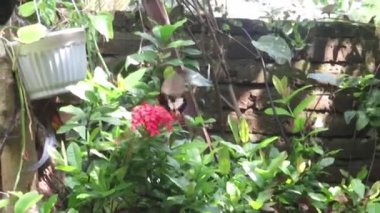 Uçan siyah kelebek Ashoka çiçeğinden polen emiyor.