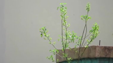 Beton duvarda büyüyen çimenler