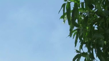 clear blue sky with mango leaf moving because or the wind in the morning