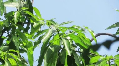 Mavi arka planı ve hareket eden amerası olan küçük bir rüzgarda mango ağacı yaprağı.