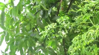 Mango and Moringa tree leaves moving in the wind with a lot of leaves