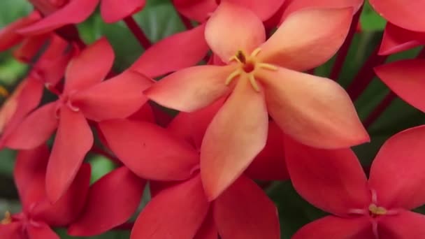 Saraca Asoca Flower Bunch Orange Flower Closeup Ashoka Flower — стоковое видео