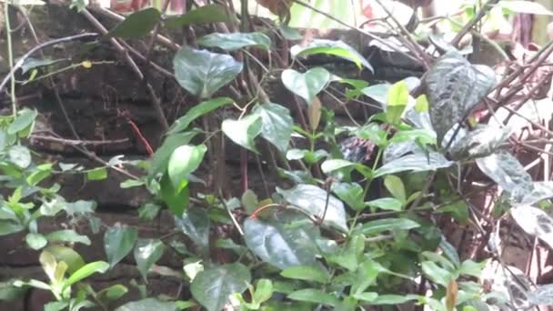 Brick Wall Covered Many Red Betel Vines — Stockvideo