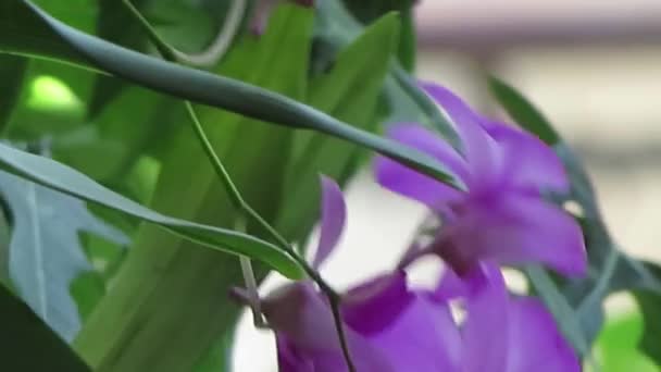 Purple Orchids Swaying Wind — Stock video