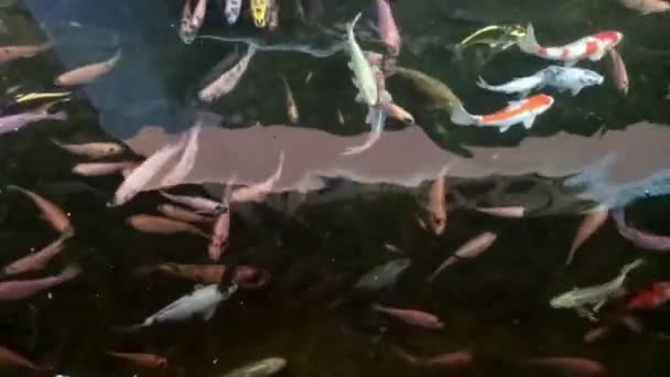 五彩斑斓的鱼儿在池塘里游泳 — 图库视频影像