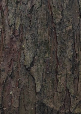 Aşık ekorlar Sapin doğası