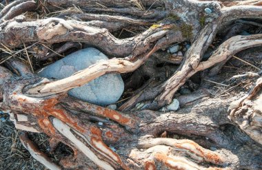 Deniz kenarındaki ağaç kökleri. Baltık Denizi Letonya 'sı. Tahta yapı bahar buzu yüzünden hasar gördü.