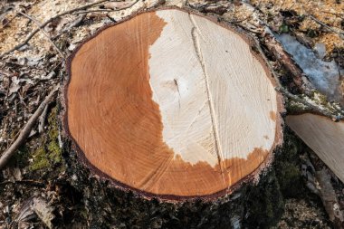 Kesilmiş bir huş ağacı, kesilmiş bir ağaç, ormanda bir ağaç kütüğü.