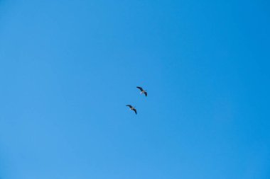 Mavi gökyüzünde bulutsuz bir sırada uçan iki büyük kaz.