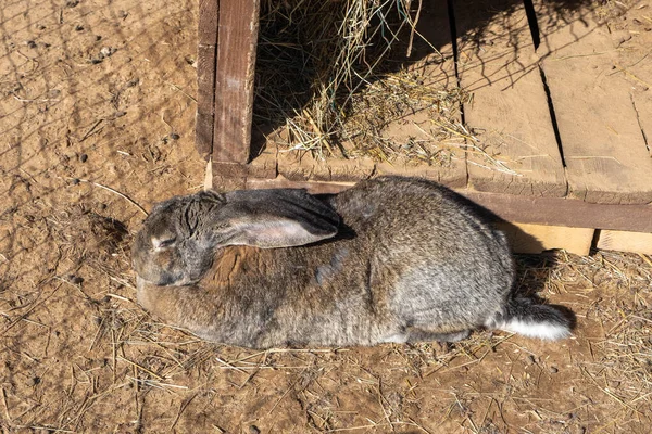 Coelho Cinzento Com Orelhas Pretas Jardim Zoológico Contacto Parque Safári — Fotografia de Stock