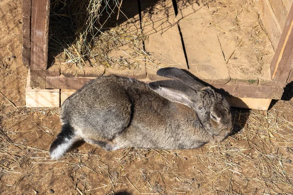 Grey Rabbit Black Ears Contact Zoo Safari Park — Stock Photo, Image