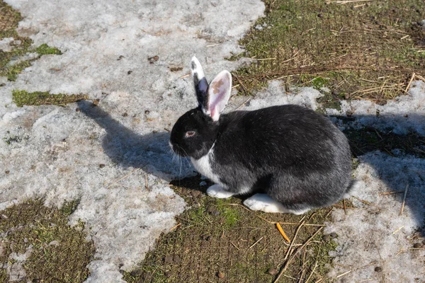Conejo Negro Estaba Caminando Afuera Primavera Mini Zoológico —  Fotos de Stock