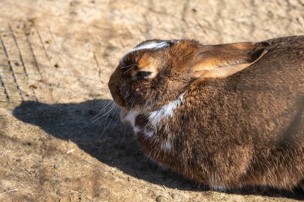 Close Bruin Konijn Zonnige Dag Dierentuin — Stockfoto