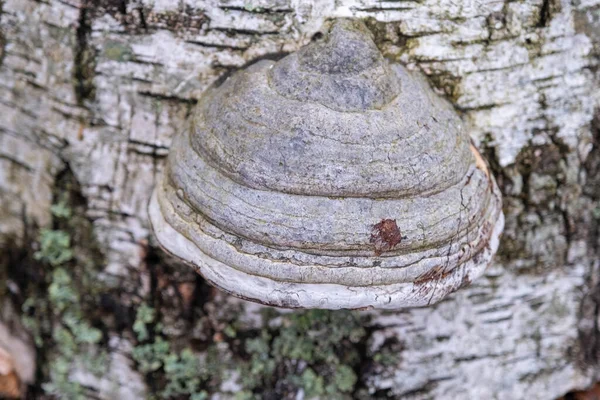 Mantar Ağaçta Yetişen Bir Parazittir Ağaç Gövdesi Mantarla Kaplı — Stok fotoğraf
