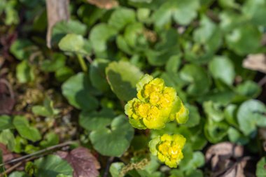 Çürüyen bir kütüğe karşı canlı yeşil ve altın kadife çiçekleri koyu çamurlu zemine hayat verir.