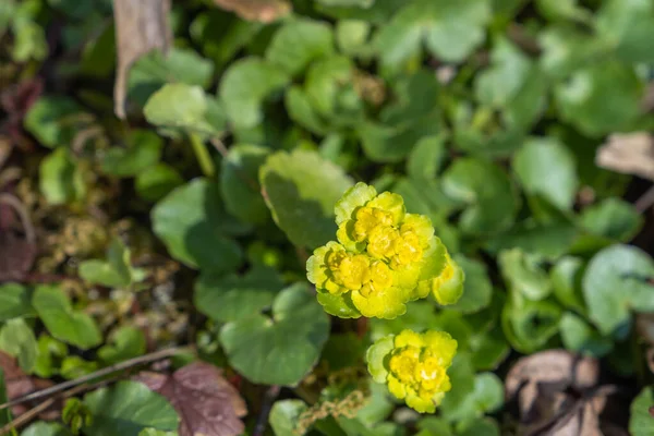 Çürüyen bir kütüğe karşı canlı yeşil ve altın kadife çiçekleri koyu çamurlu zemine hayat verir.
