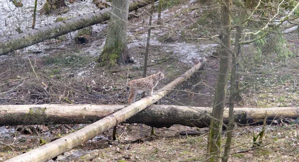 Lince Eurasiano Macho Floresta Primavera Lynx Escondido Seu Ambiente Animal — Fotografia de Stock
