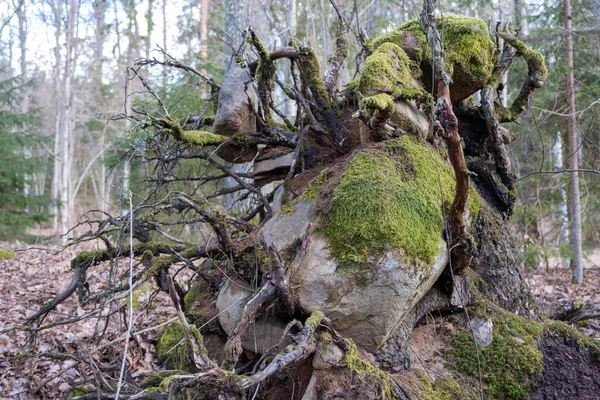 Kořeny Starého Dubu Rostou Nad Kolem Skal Balvanů — Stock fotografie