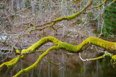 Ağaç dalına yakın çekim yeşil liken. Bitki hastalığı